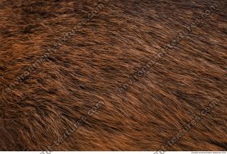 Photo Textures of Animal Skin